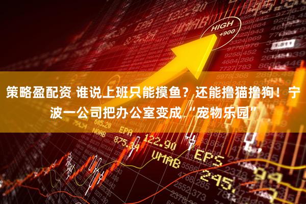 策略盈配资 谁说上班只能摸鱼？还能撸猫撸狗！宁波一公司把办公室变成 “宠物乐园”