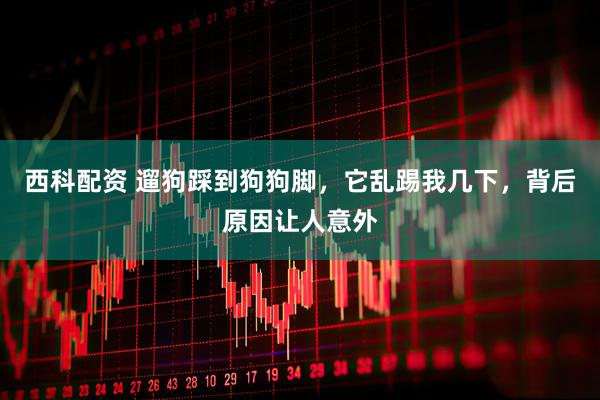 西科配资 遛狗踩到狗狗脚，它乱踢我几下，背后原因让人意外