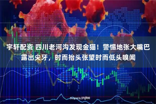 宇轩配资 四川老河沟发现金猫！警惕地张大嘴巴露出尖牙，时而抬头张望时而低头嗅闻
